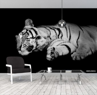 Bild på Black  white tiger sleep on ones side isolated on black backgr